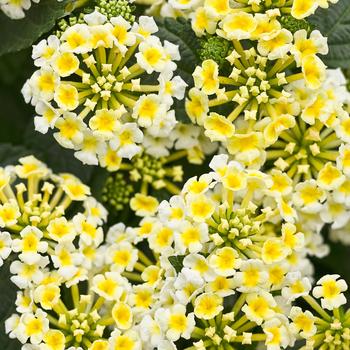 Lantana camara - Luscious® 'Royale Pina Colada' Lantana camara - Luscious® 'Royale Pina Colada'