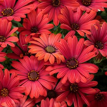 Osteospermum (African Daisy) - Bright Lights™ 'Red' Osteospermum (African Daisy) - Bright Lights™ 'Red'