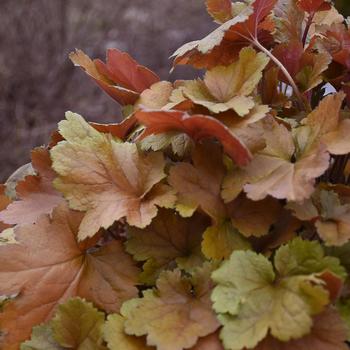 Heuchera (Coral Bells) - Dolce® 'Toffee Tart' Heuchera (Coral Bells) - Dolce® 'Toffee Tart'