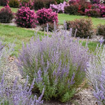 Perovskia atriplicifolia - 'Sage Advice' Russian Sage Perovskia atriplicifolia - 'Sage Advice' Russian Sage
