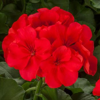 Pelargonium (Interspecific Geranium) - Calliope® Large 'Orange Splash' Pelargonium (Interspecific Geranium) - Calliope® Large 'Orange Splash'