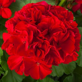 Pelargonium - Interspecific Geranium Pelargonium - Interspecific Geranium