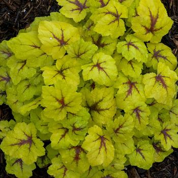 Heucherella - 'Catching Fire' Heucherella - 'Catching Fire'