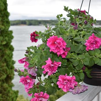 Pelargonium x hortorum (Zonal Geranium) - Rocky Mountain™ 'Violet' Pelargonium x hortorum (Zonal Geranium) - Rocky Mountain™ 'Violet'