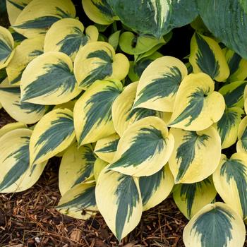 Hosta (Hosta, Plantain Lily) - Shadowland® 'Autumn Frost' Hosta (Hosta, Plantain Lily) - Shadowland® 'Autumn Frost'