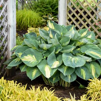 Hosta - Shadowland® 'Hudson Bay' Hosta - Shadowland® 'Hudson Bay'