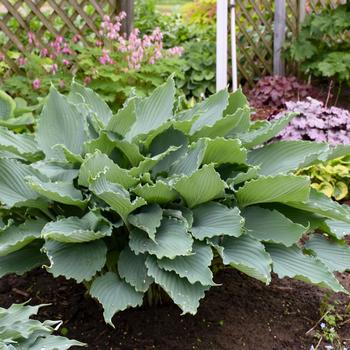 Hosta - Shadowland® 'Diamond Lake' Hosta - Shadowland® 'Diamond Lake'