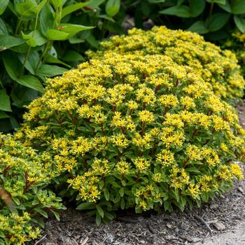 Sedum (Stonecrop) - Rock 'N Round™ 'Bright Idea' Sedum (Stonecrop) - Rock 'N Round™ 'Bright Idea'