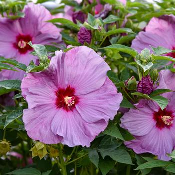 Hibiscus (Hardy Hibiscus) - Summerific® 'Lilac Crush' Hibiscus (Hardy Hibiscus) - Summerific® 'Lilac Crush'