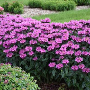 Monarda didyma (Bee Balm) - Upscale™ 'Lavender Taffeta' Monarda didyma (Bee Balm) - Upscale™ 'Lavender Taffeta'