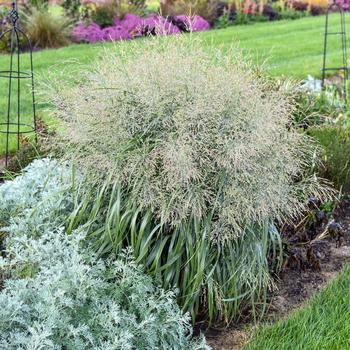 Panicum virgatum (Switch Grass) - Prairie Winds® 'Niagara Falls' Panicum virgatum (Switch Grass) - Prairie Winds® 'Niagara Falls'