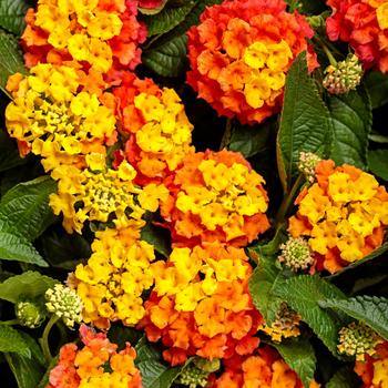 Lantana camara - Luscious® 'Basket Tangelo™' Lantana camara - Luscious® 'Basket Tangelo™'