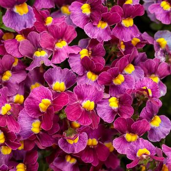 Nemesia fruticans - Aromance™ 'Mulberry' Nemesia fruticans - Aromance™ 'Mulberry'