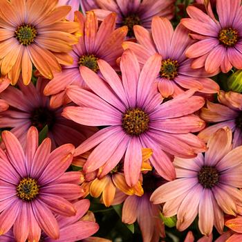 Osteospermum (African Daisy) - Bright Lights™ 'Horizon™ Sunset' Osteospermum (African Daisy) - Bright Lights™ 'Horizon™ Sunset'