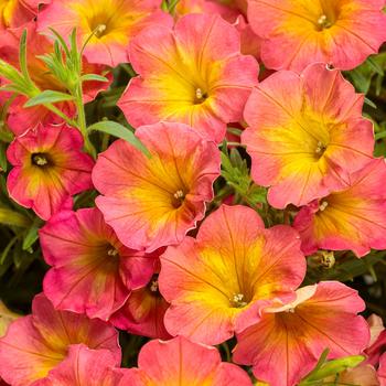 Petunia - Supertunia® 'Persimmon' Petunia - Supertunia® 'Persimmon'