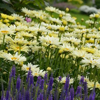 Leucanthemum x superbum (Shasta Daisy) - Amazing Daisies® 'Banana Cream II' Leucanthemum x superbum (Shasta Daisy) - Amazing Daisies® 'Banana Cream II'