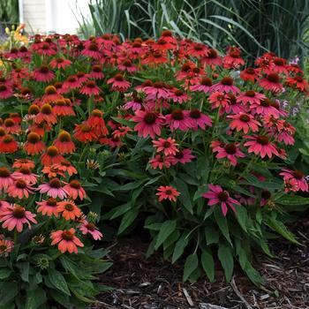 Echinacea (Coneflower) - Summersong™ 'Firefinch™' Echinacea (Coneflower) - Summersong™ 'Firefinch™'