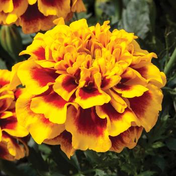 Tagetes patula nana (Marigold) - Cresta™ Bee Tagetes patula nana (Marigold) - Cresta™ Bee