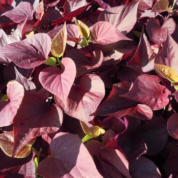 Ipomoea batatas (Sweet Potato Vine) - Sweet Caroline Sweetheart Mahogany™ Ipomoea batatas (Sweet Potato Vine) - Sweet Caroline Sweetheart Mahogany™