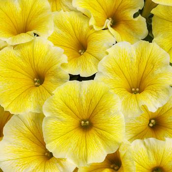 Petunia - Supertunia® 'Saffron Finch' Petunia - Supertunia® 'Saffron Finch'