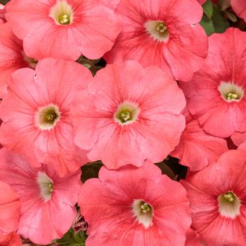 Petunia - Supertunia® ''Bermuda Beach®'' Petunia - Supertunia® ''Bermuda Beach®''