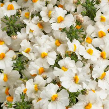 Nemesia - Sunsatia® Coconut Nemesia - Sunsatia® Coconut