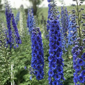 Delphinium - 'Blue Buccaneers' New Zealand Delphinium Delphinium - 'Blue Buccaneers' New Zealand Delphinium