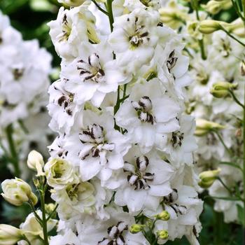Delphinium - 'Black Eyed Angels' New Zealand Delphinium Delphinium - 'Black Eyed Angels' New Zealand Delphinium