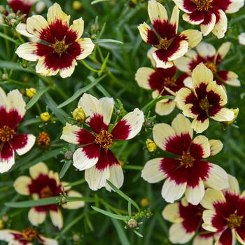 Coreopsis verticillata (Threadleaf Coreopsis) - Designer Threads™ 'Creamy Calico' Coreopsis verticillata (Threadleaf Coreopsis) - Designer Threads™ 'Creamy Calico'