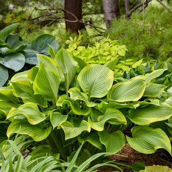 Hosta - Shadowland® 'Lone Star' Hosta, Plantain Lily Hosta - Shadowland® 'Lone Star' Hosta, Plantain Lily