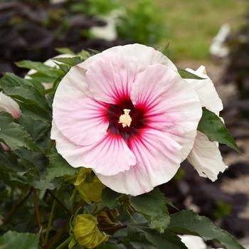Hibiscus - HIBISCUS Hibiscus - HIBISCUS