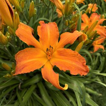 Hemerocallis (Daylily) - Rainbow Rhythm® 'Primal Scream' Hemerocallis (Daylily) - Rainbow Rhythm® 'Primal Scream'