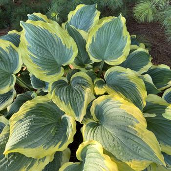 Hosta (Hosta, Plantain Lily) - Shadowland® 'Seducer' Hosta (Hosta, Plantain Lily) - Shadowland® 'Seducer'