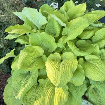Hosta (Hosta, Plantain Lily) - Shadowland® 'Coast to Coast' Hosta (Hosta, Plantain Lily) - Shadowland® 'Coast to Coast'