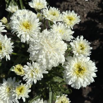 Leucanthemum x superbum (Shasta Daisy) - Amazing Daisies® 'Marshmallow' Leucanthemum x superbum (Shasta Daisy) - Amazing Daisies® 'Marshmallow'