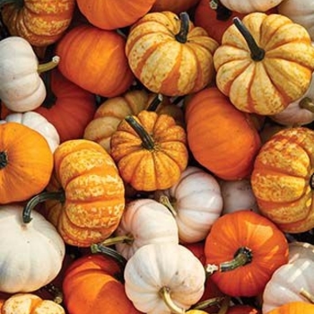 SMALL - MINI PUMPKINS SMALL - MINI PUMPKINS
