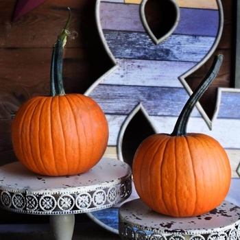 SMALL - PIE FIELD TRIP PUMPKINS SMALL - PIE FIELD TRIP PUMPKINS