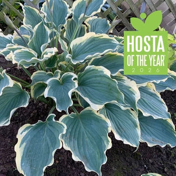 Hosta (Plantain Lily, Hosta) - Shadowland® 'Hope Springs Eternal' Hosta (Plantain Lily, Hosta) - Shadowland® 'Hope Springs Eternal'