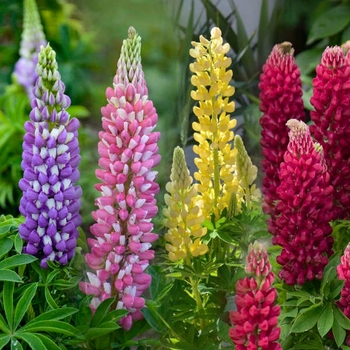 Lupinus polyphyllus () - Mini Gallery™ 'Mixed' Lupinus polyphyllus () - Mini Gallery™ 'Mixed'