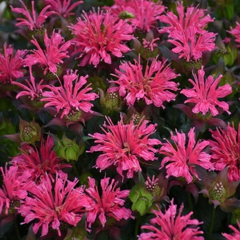 Monarda - 'Pardon My Rose' Bee Balm Monarda - 'Pardon My Rose' Bee Balm