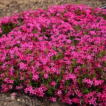 Phlox subulata - 'Red Wing' Creeping Phlox Phlox subulata - 'Red Wing' Creeping Phlox
