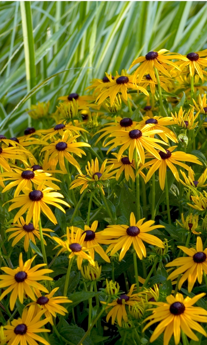 'Goldsturm' Black Eyed Susan - Rudbeckia fulgida from Delukes Gardencenter