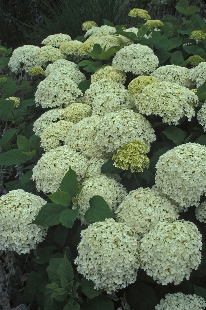 'Annabelle' - Hydrangea arborescens (Smooth Hydrangea) from Delukes Gardencenter
