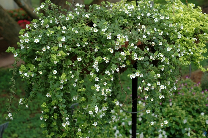 'Gulliver White' Bacopa - Sutera from Delukes Gardencenter