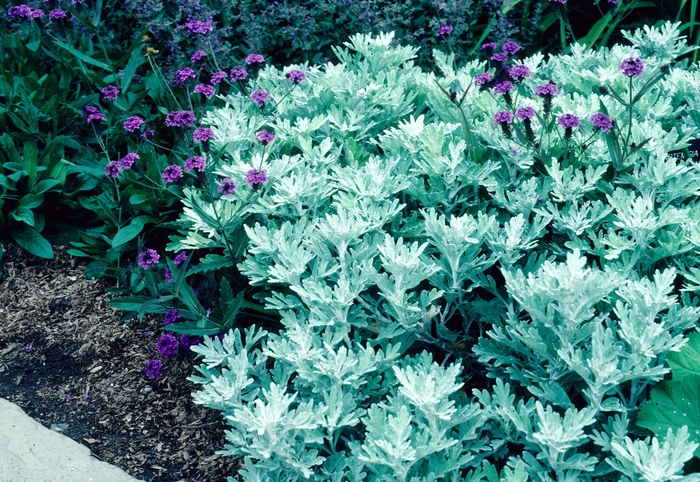 'Nana' Silver Mound - Artemisia schmidtiana from Delukes Gardencenter