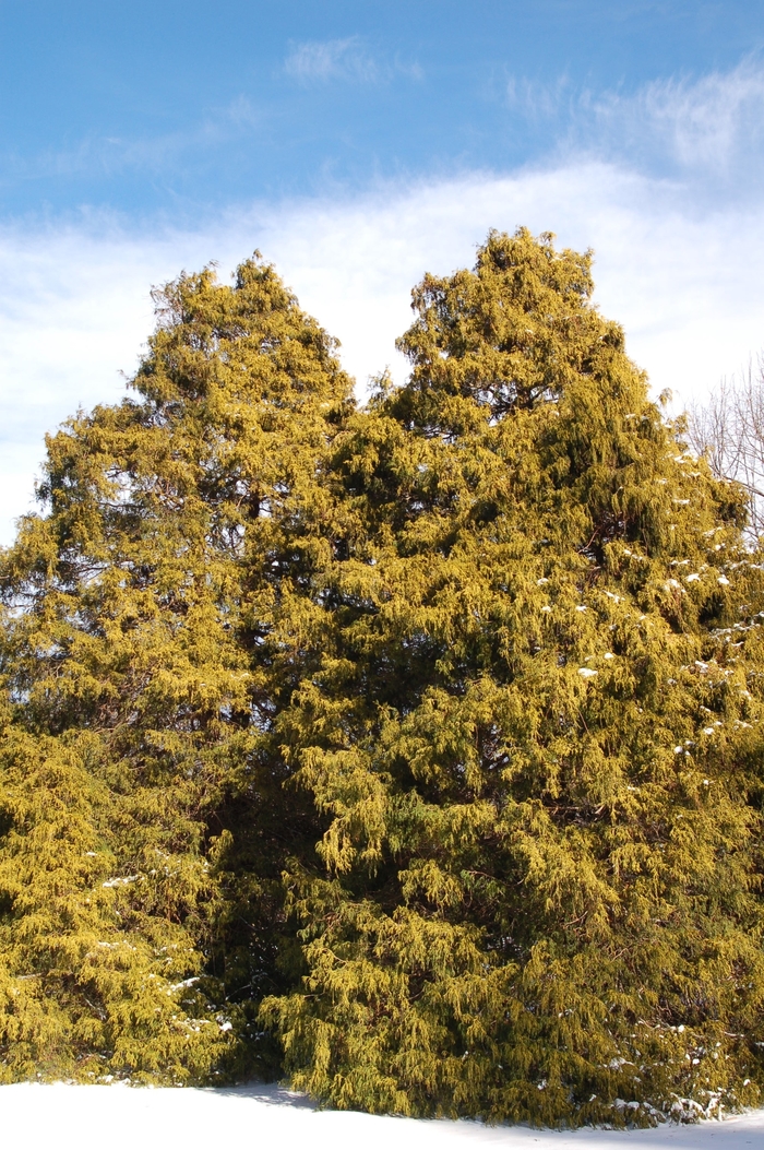 'Filifera Aurea' Japanese Falsecypress - Chamaecyparis pisifera from Delukes Gardencenter
