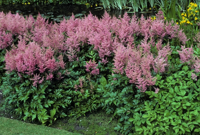 'Rheinland' - Astilbe japonica from Delukes Gardencenter
