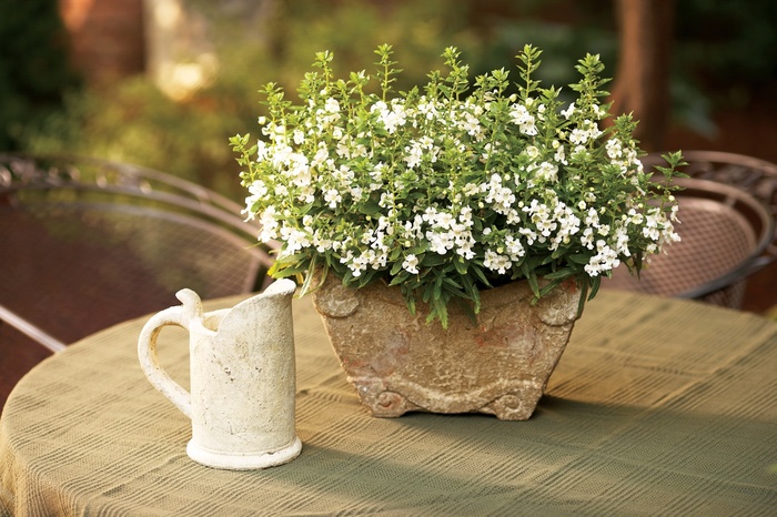 Angelface® 'White' - Angelonia angustifolia (Summer Snapdragon) from Delukes Gardencenter
