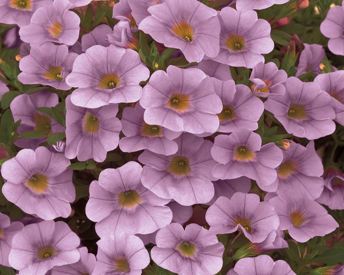 Superbells® 'Light Pink' - Calibrachoa from Delukes Gardencenter