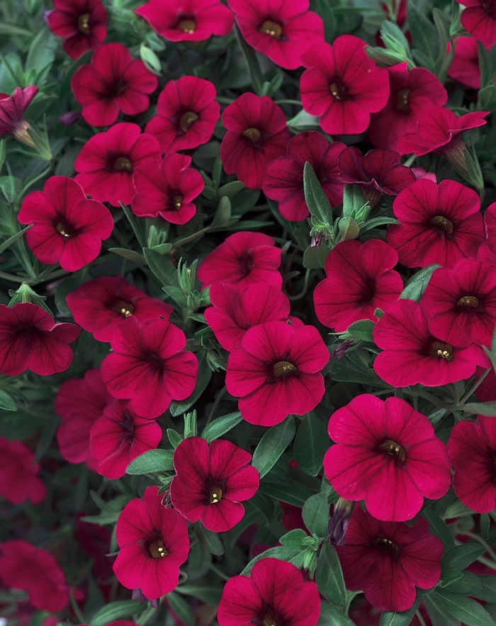 Superbells® 'Red' - Calibrachoa from Delukes Gardencenter